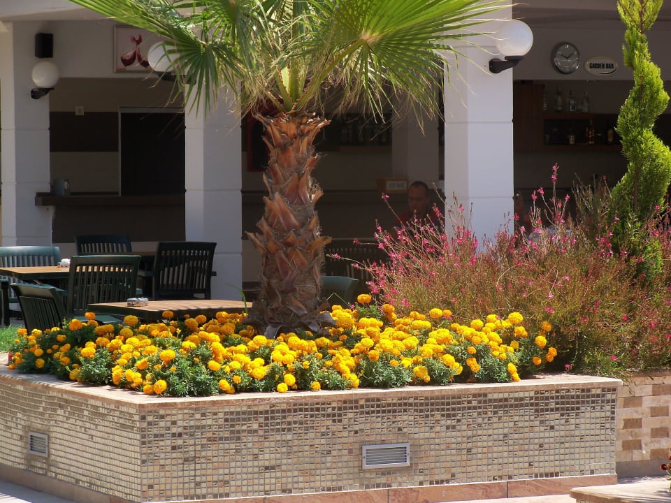 Schön Dizalya Palm Garden