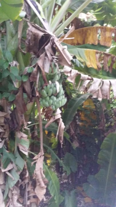 Frischer geht es nicht Cape Panwa Hotel