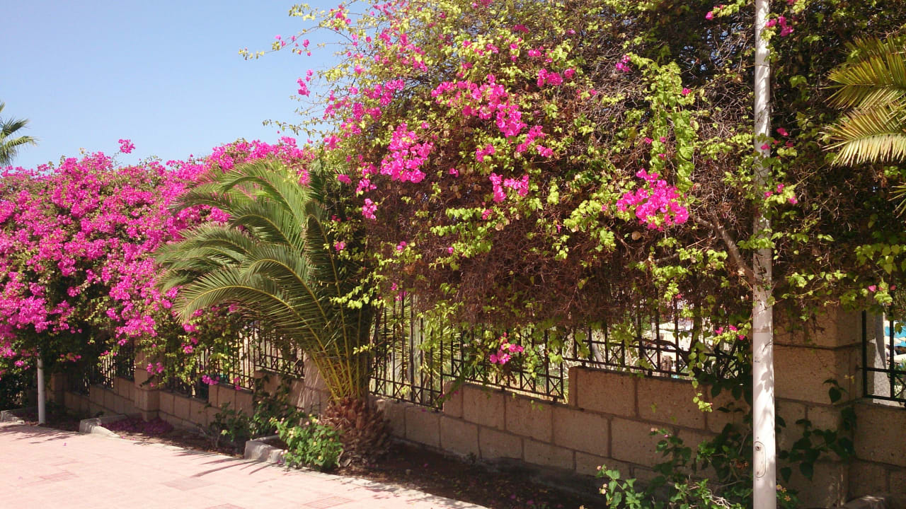 Hotelanlage von außen H10 Costa Adeje Palace