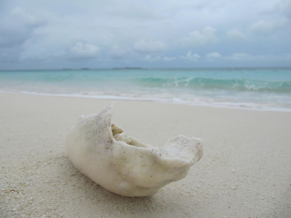 Muschel am Strand Kuredu Island Resort & Spa