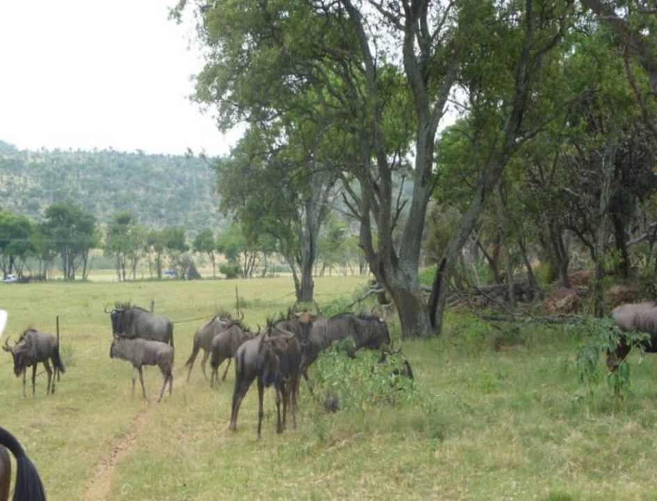 Gnus bei der Rait-Safari entdeckt Horseback Africa