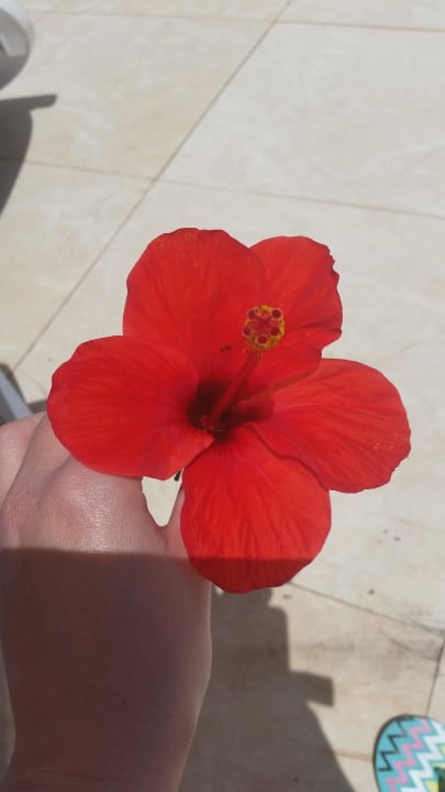 Blüte von Yousif Cleopatra Luxury Resort Makadi Bay