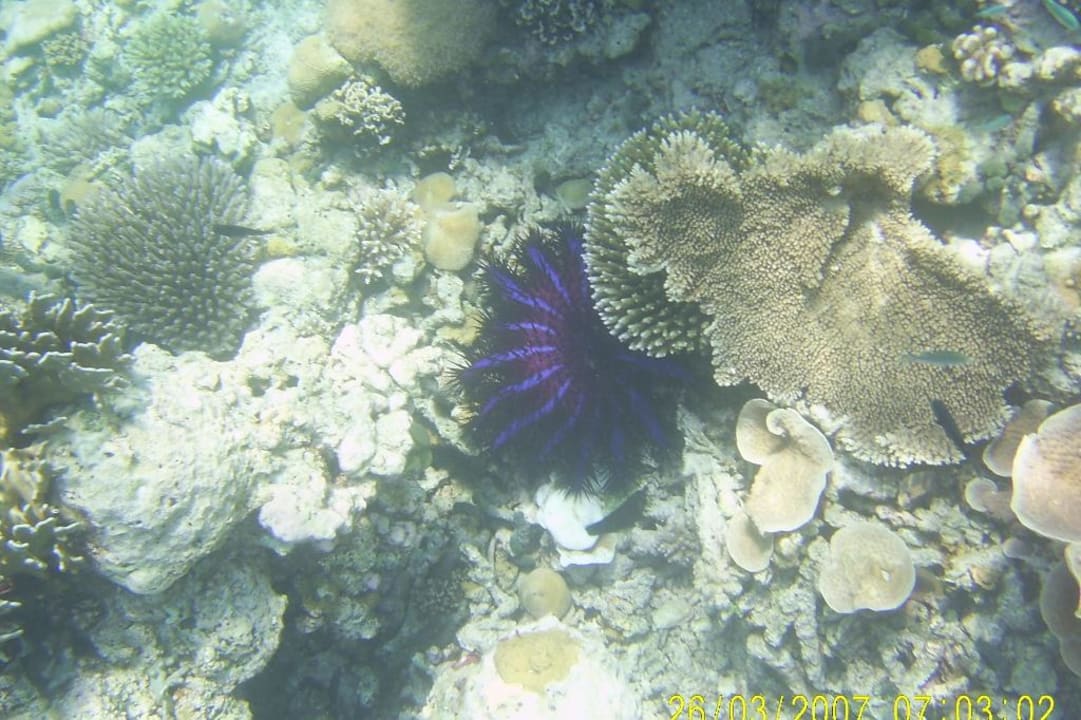 Koralle Eri Maldives