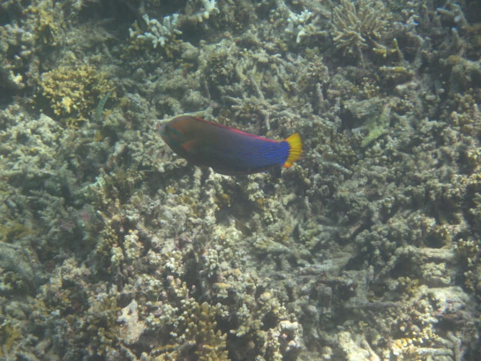 Hausriff Hotel Matamanoa Island Resort