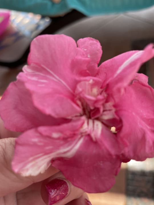 Sonstiges Steigenberger Coraya Beach - Adults only