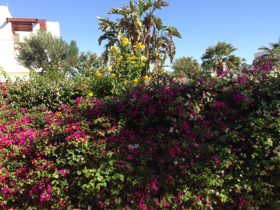 Gartenanlage Amphoras Blu