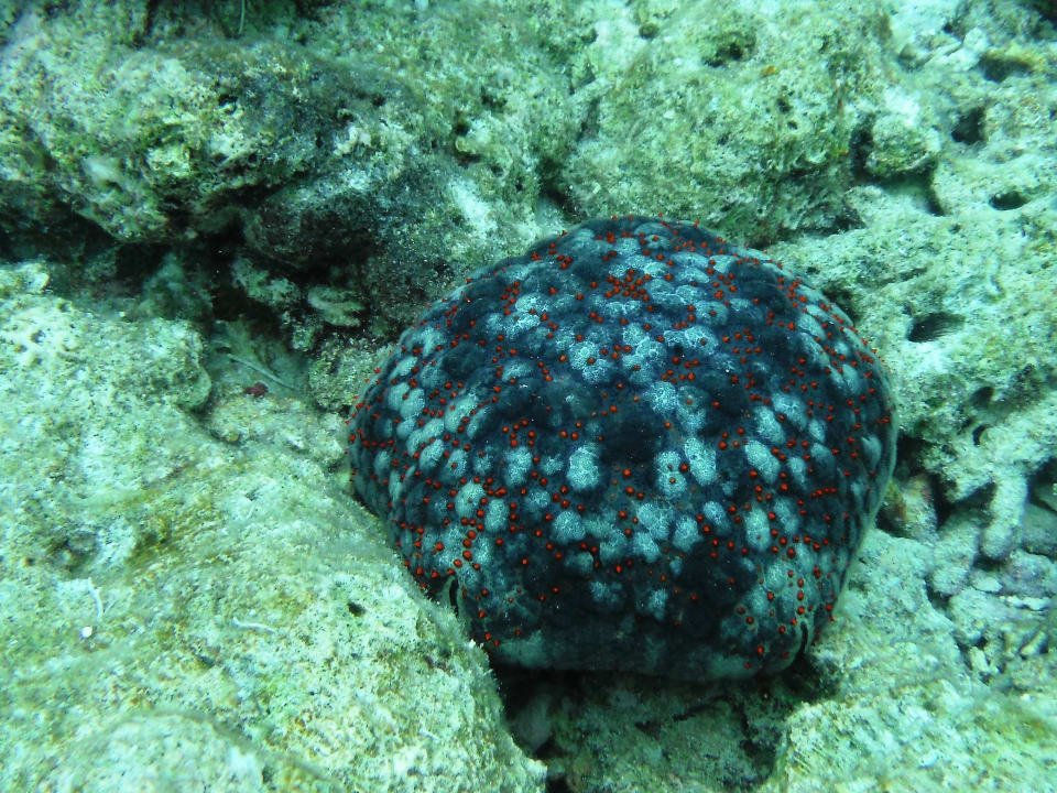 Sport & Freizeit aaaVeee Nature's Paradise