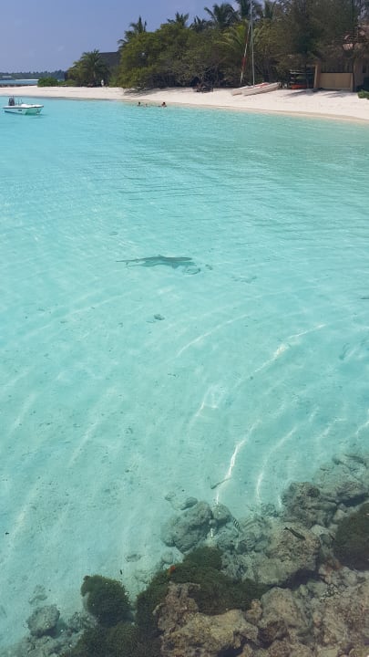 Strand Summer Island Maldives