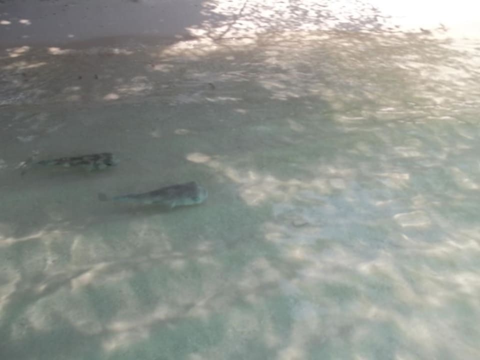 Kugelfische direkt am Starnd Adaaran Select Hudhuran Fushi - Premium All Inclusive