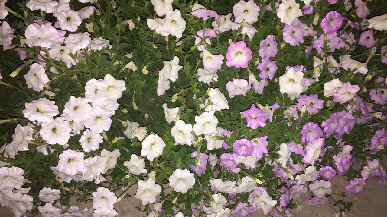 Gartenanlage Makadi Spa - Adults only