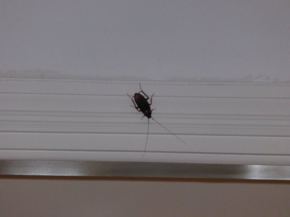 Mitbewohner Hotel Delta Sharm Resort