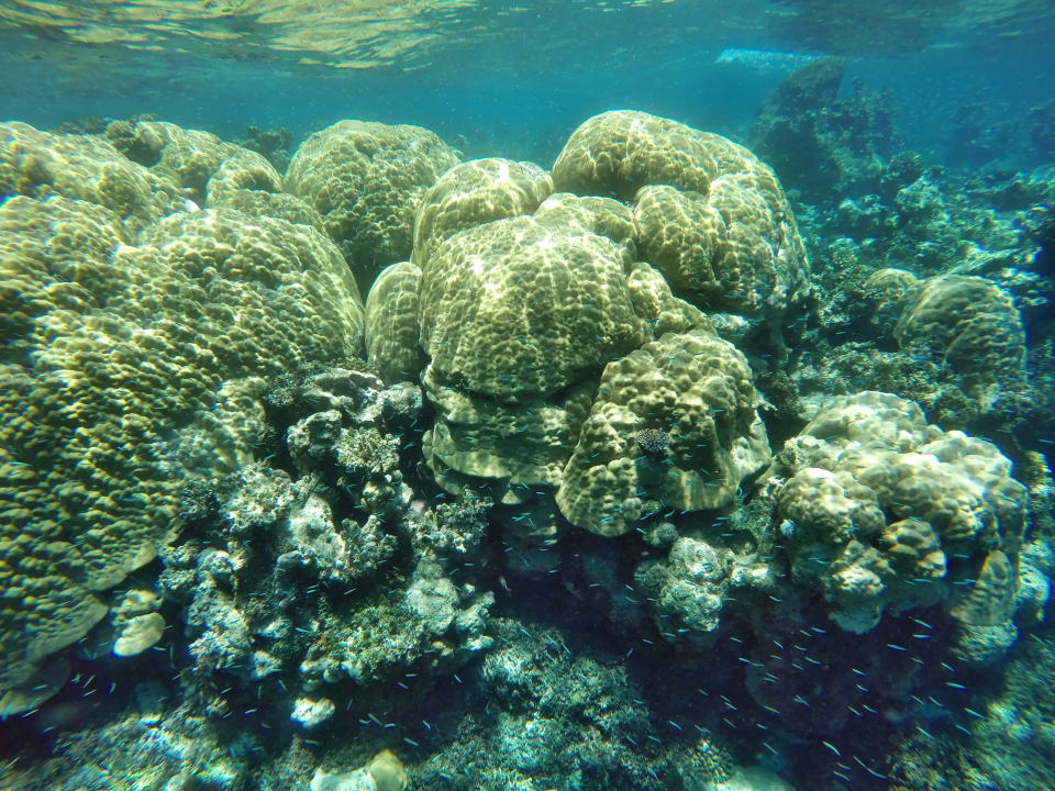 Riffansicht mit blaue Füsiliere NH Collection Maldives Havodda Resort