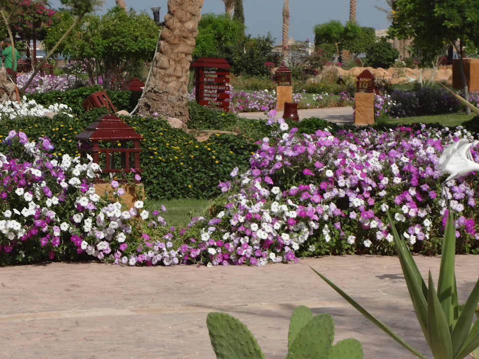 Очень зелено! Regency Plaza Aqua Park & Spa