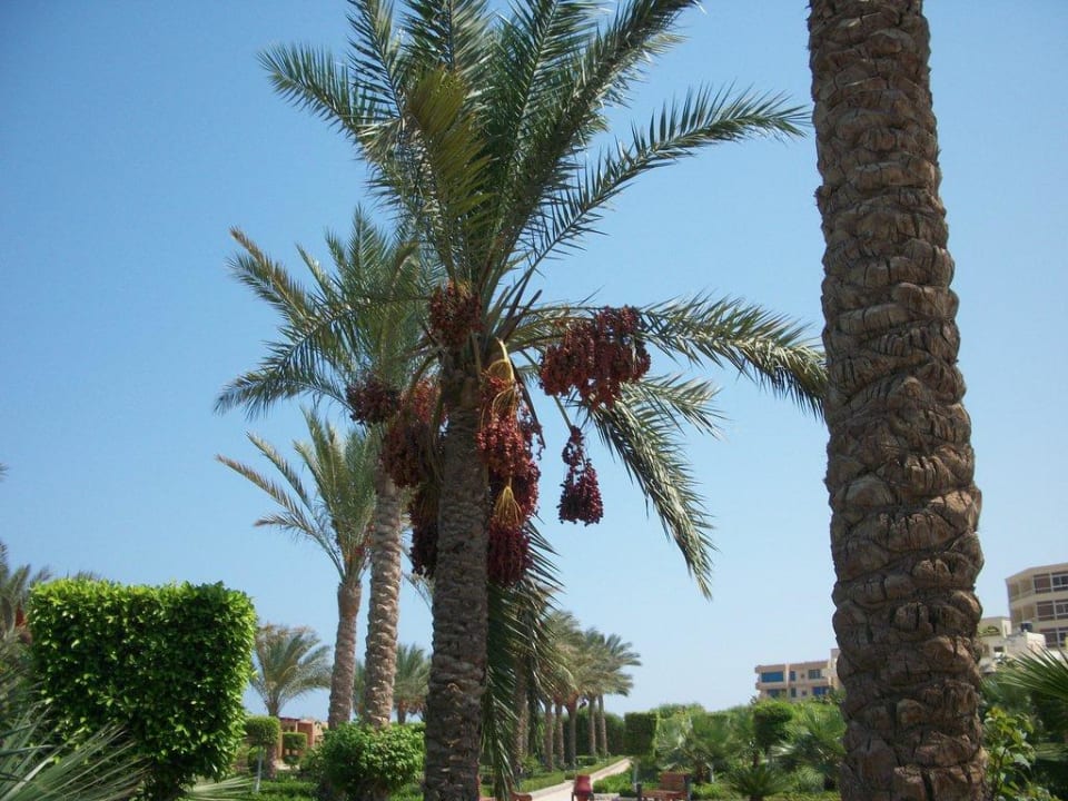 Sunrise Select Mamlouk Palace Resort & Spa Le Jardin Aqua Park Resort