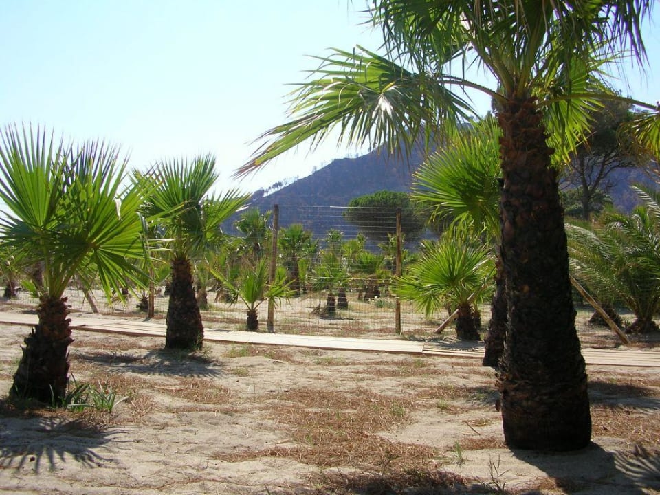 Strand vom Hotel Club Esse Sunbeach