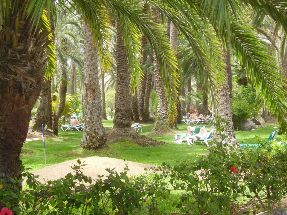 Gartenanlage mit Liegen Hotel Riu Palace Oasis