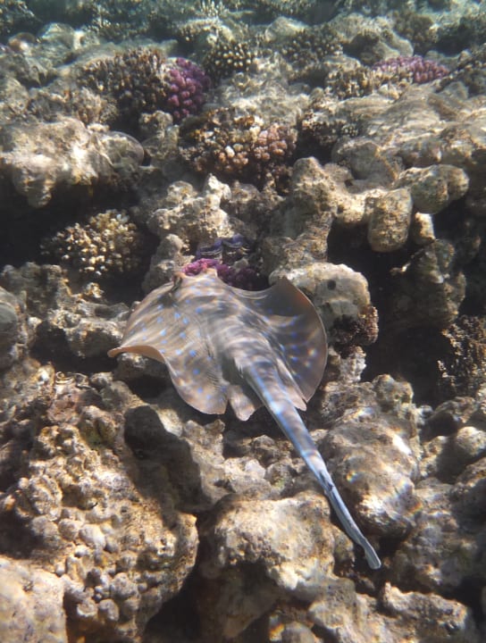 Sport & Freizeit Grand Makadi