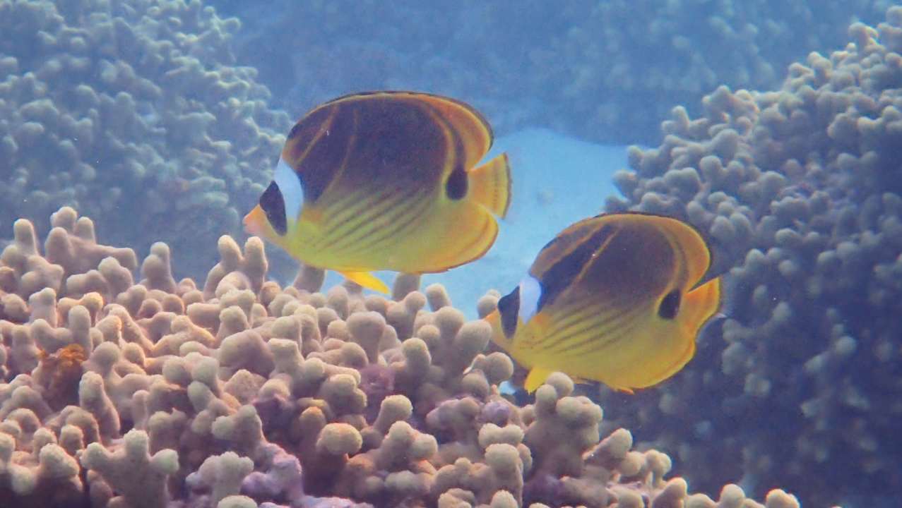 Sport & Freizeit Hotel Riu Palace Maldivas