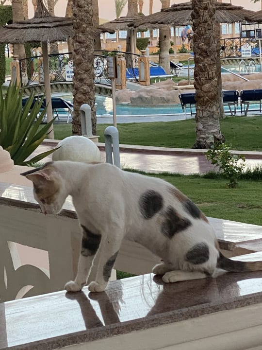 Außenansicht Pickalbatros Palace Resort