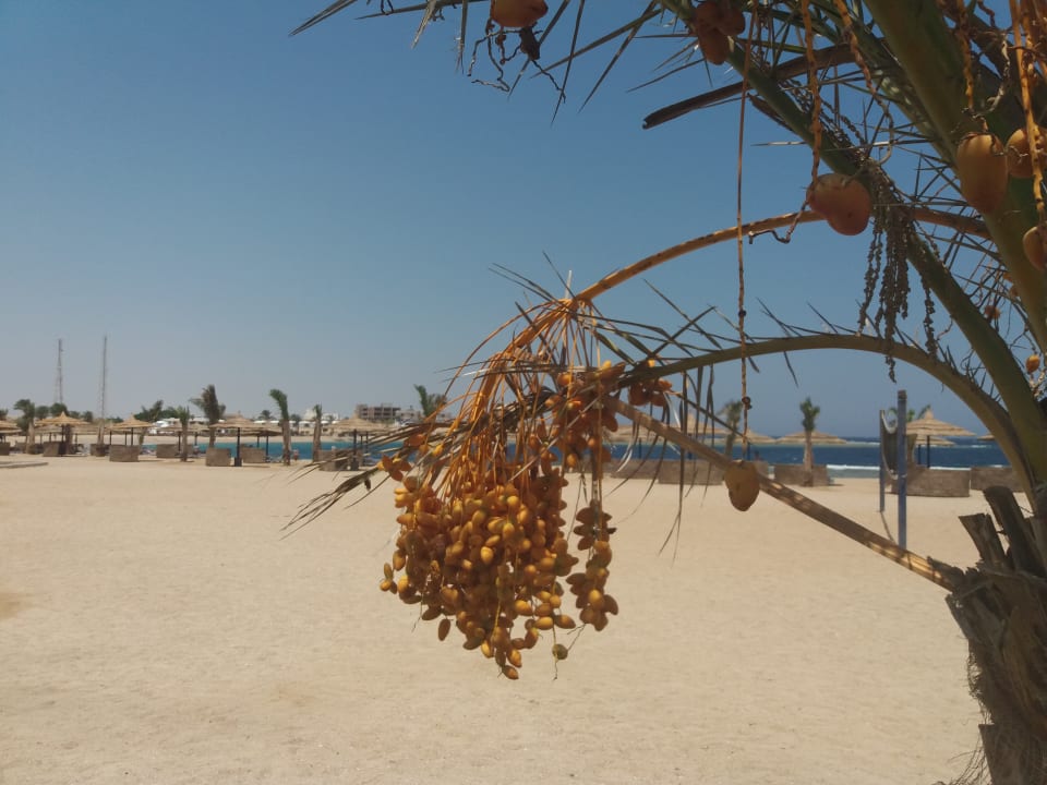 Strand Coral Sun Beach