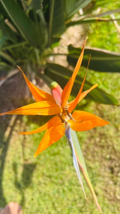 Gartenanlage Steigenberger Aqua Magic