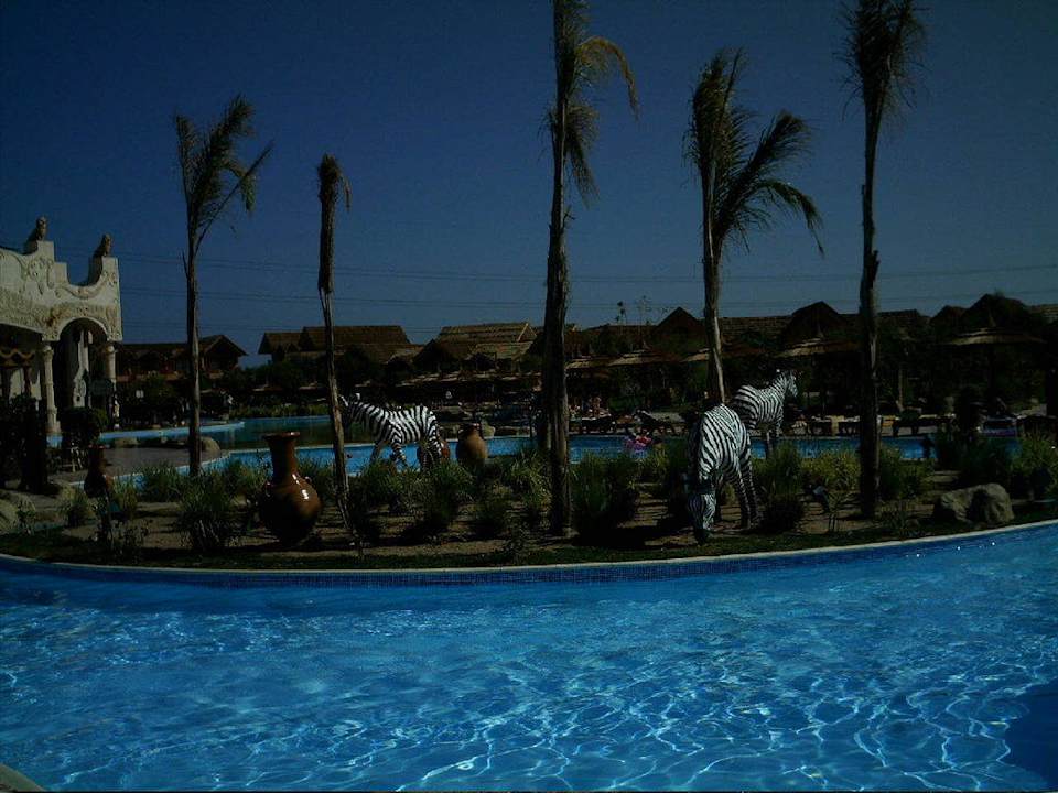 Zebras Pickalbatros Jungle Aqua Park Resort - Neverland Hurghada