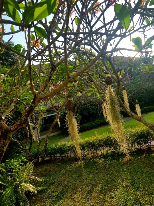 Gartenanlage Bandara Resort & Spa Samui