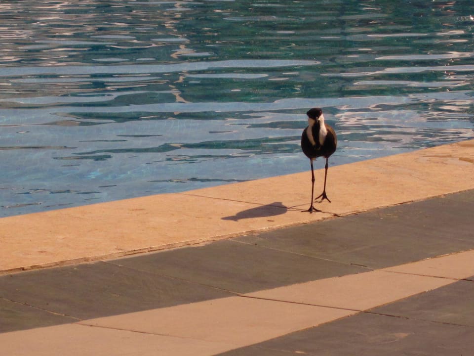 Besucher am Pool Brayka Bay Resort