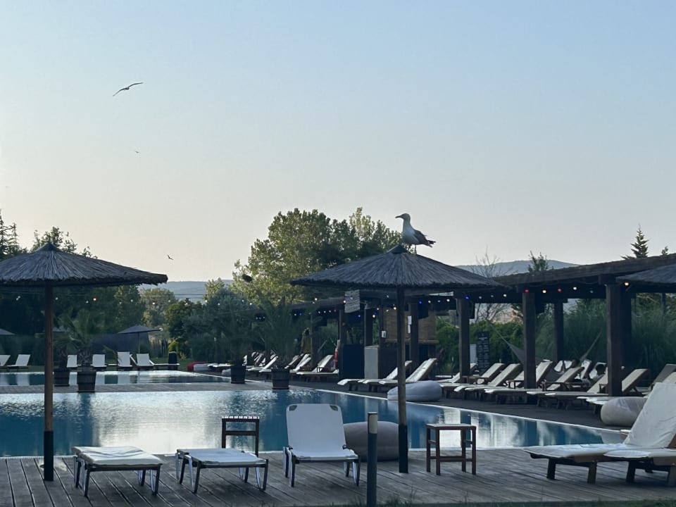 Pool Cook's Club Sunny Beach