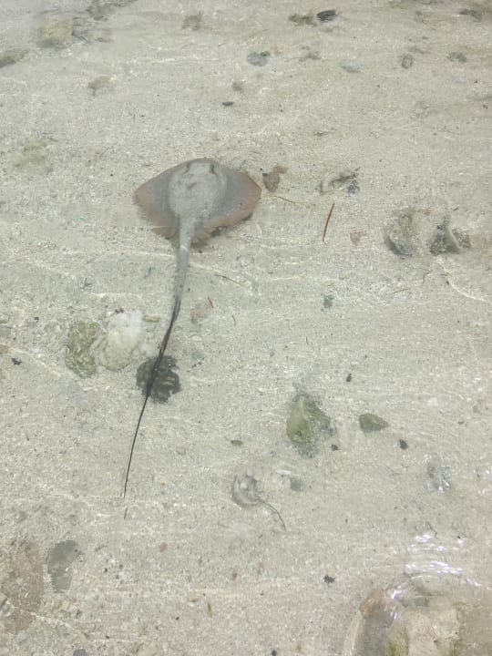 Strand NH Maldives Kuda Rah Resort