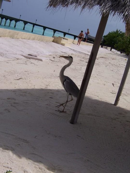 Friedolin Summer Island Maldives