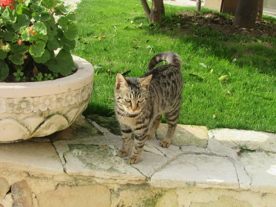 Viele süße Katzen Fame Residence Lara & Spa