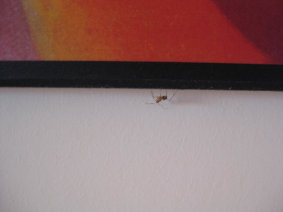 Ameisenbefall im Zimmer Charmillion Gardens Aquapark