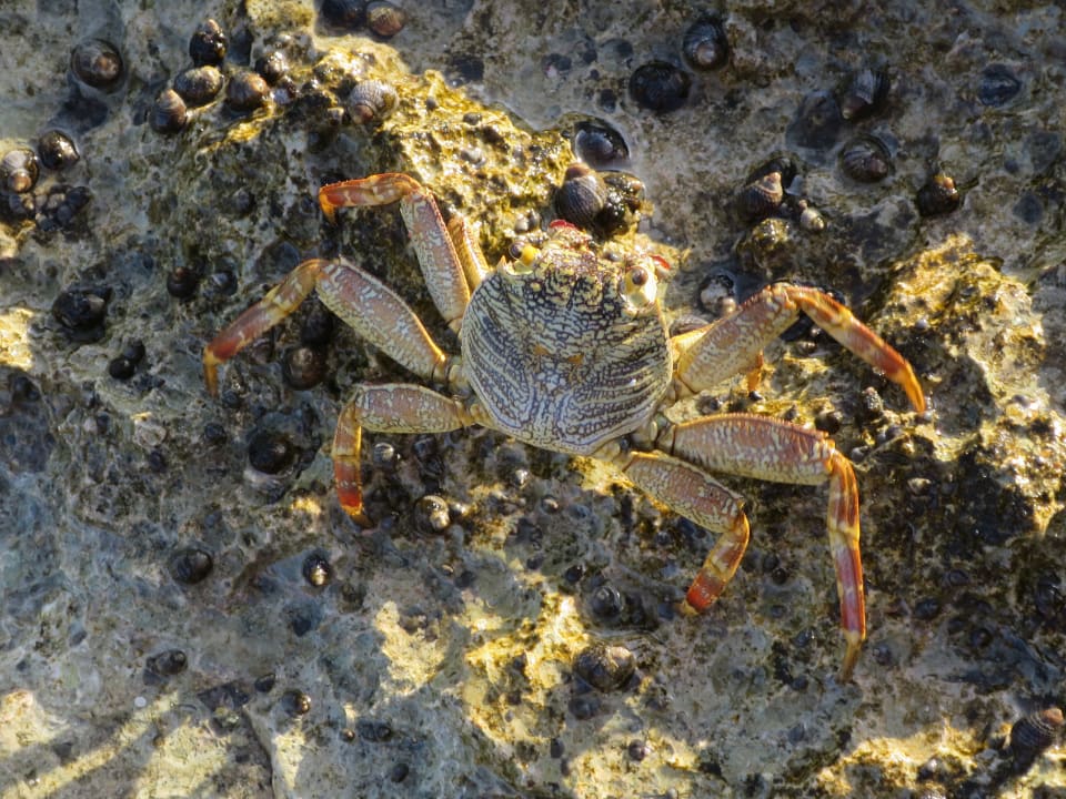 Strand Steigenberger Coraya Beach - Adults only