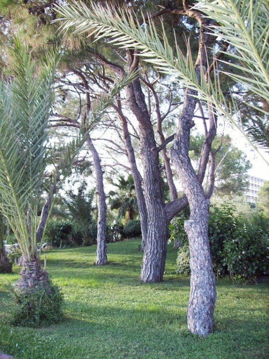 Am Pool İncekum West Hotel