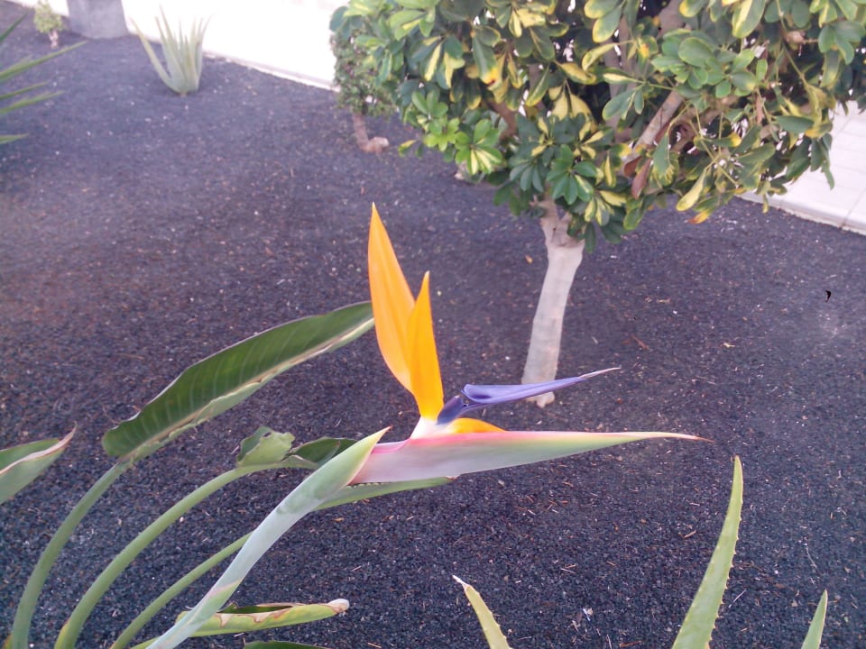 Schöne Strelizie  Hotel Las Costas