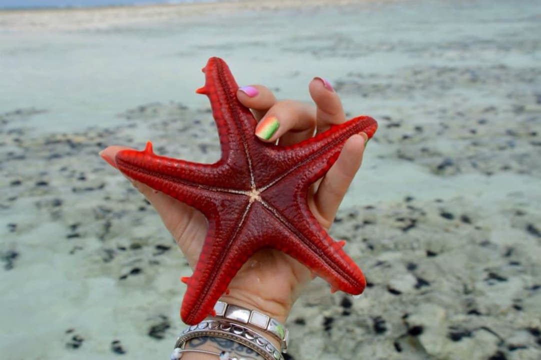 Seestern Neptune Pwani Beach Resort & Spa