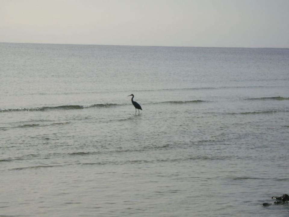 Natur Hotel Gorgonia Beach Resort