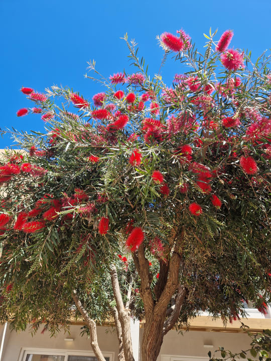 Gartenanlage Anissa Beach & Village