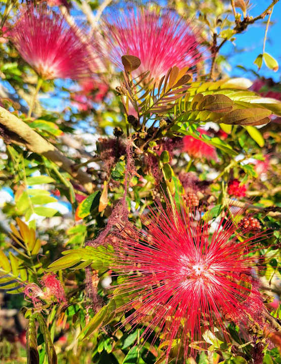 Gartenanlage LABRANDA Royal Makadi