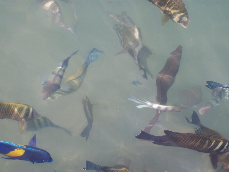 Fische in der Lagune Pickalbatros Dana Beach Resort - Hurghada