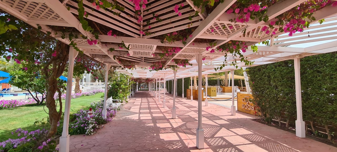 Gartenanlage Desert Rose