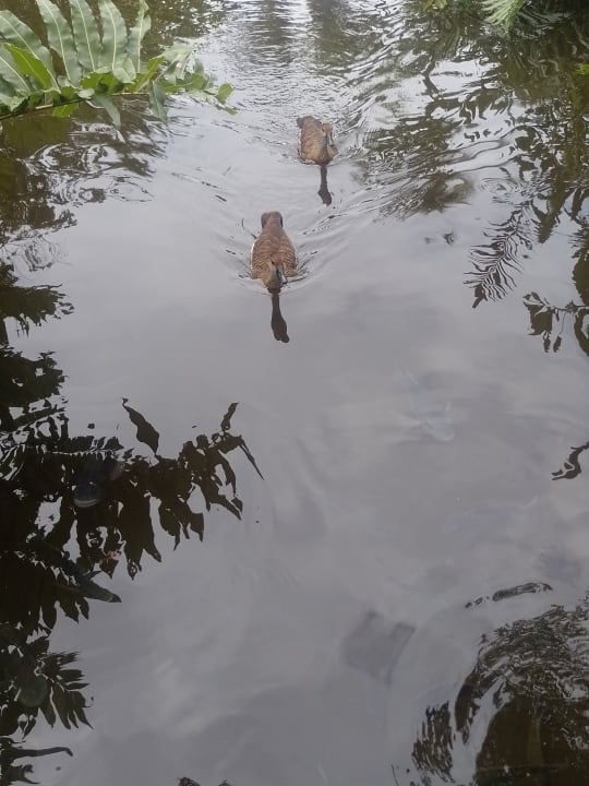 Gartenanlage Sunscape Dominicus La Romana