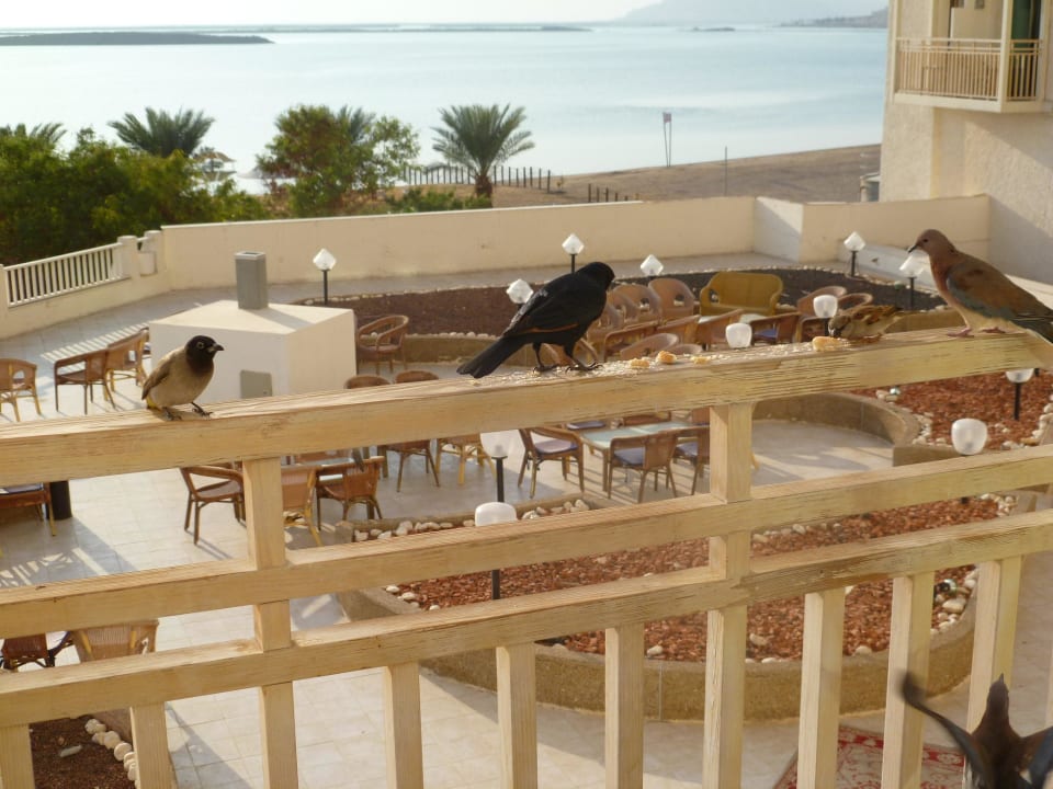 Утренний визит пернатых Hotel Lot Spa