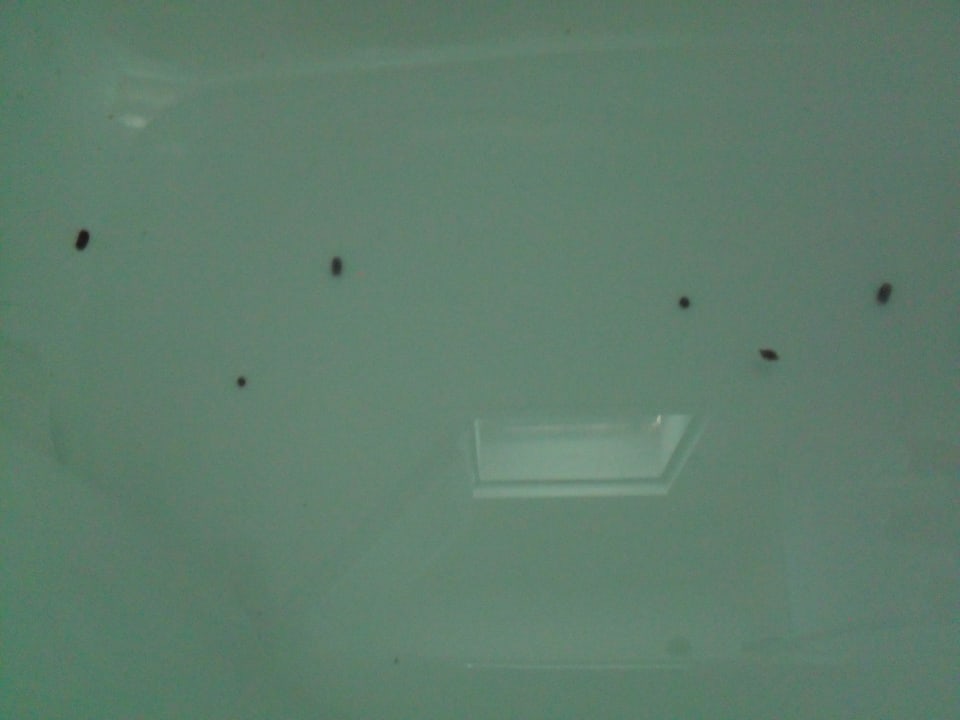 Käfer in der Dusche abends Sun Club Eldorado