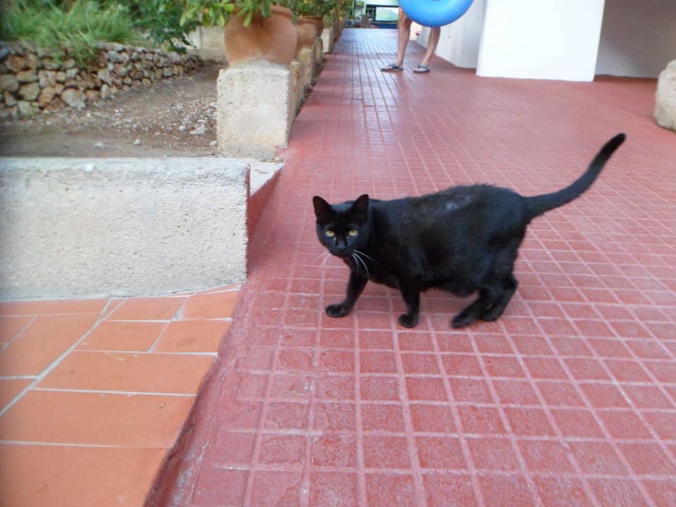 Hotelkatze Playa Parc Apartments