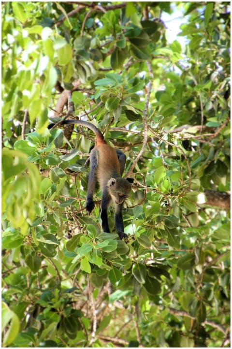 Affen in der Hotelanlage Baobab Beach Resort & Spa