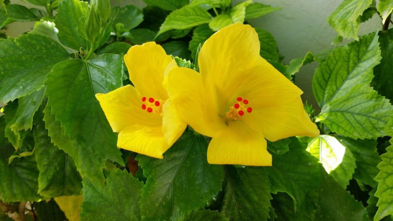 Wunderschöne Blumen SENTIDO Reef Oasis Resort