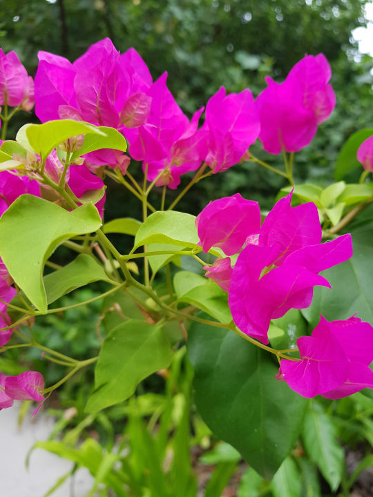 Reethi Garden NH Collection Maldives Reethi Resort