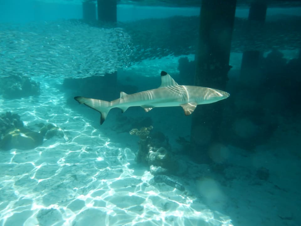 Sport & Freizeit NH Collection Maldives Havodda Resort